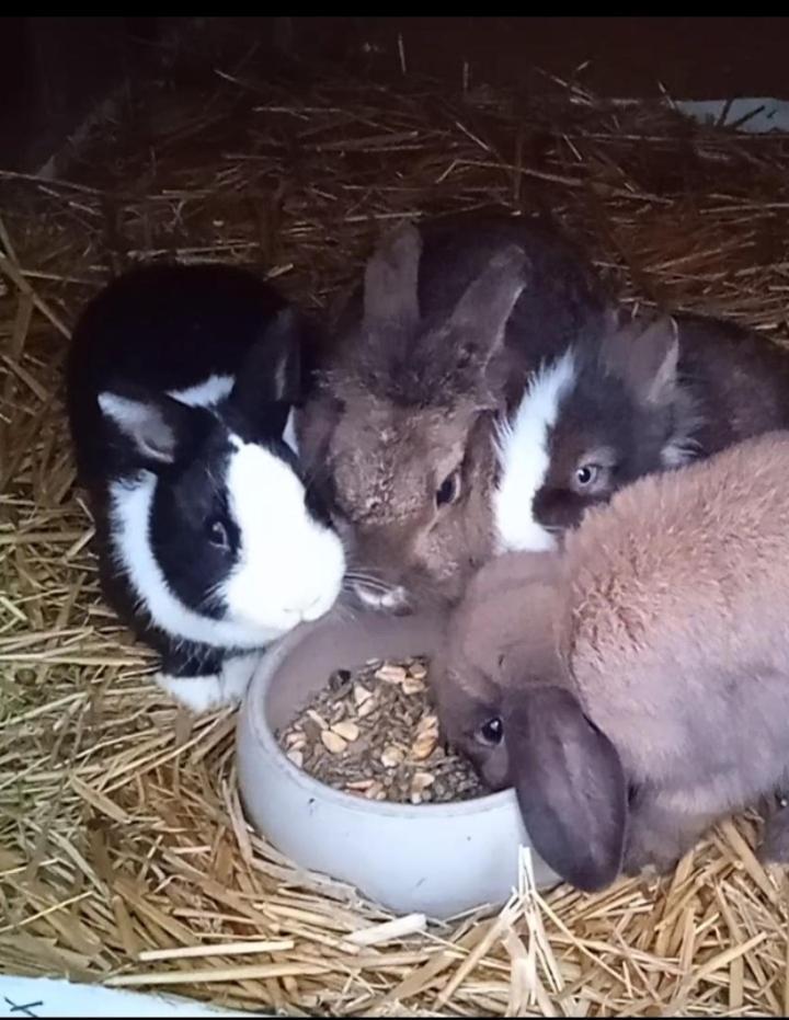 Familie Sattler Apartment Pappenheim Bagian luar foto